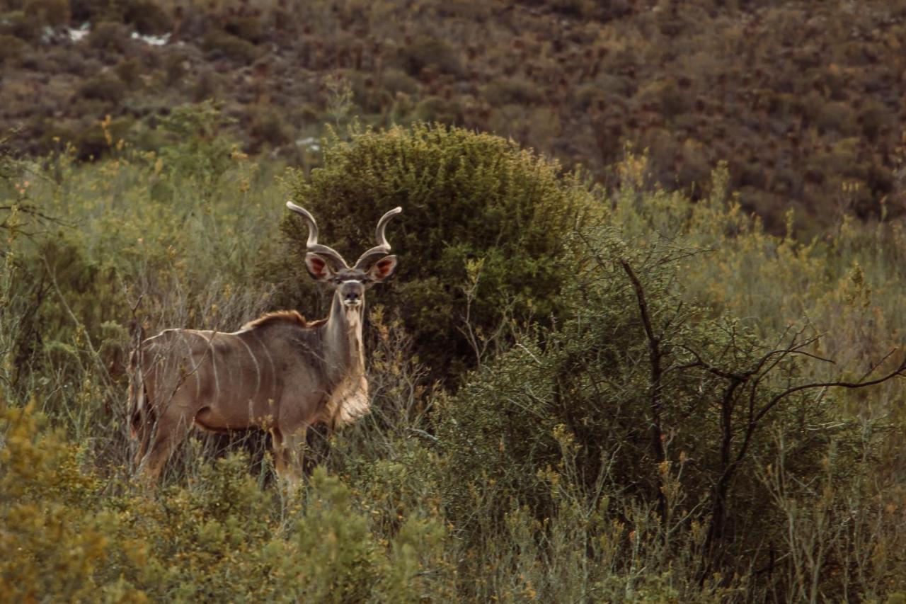 Wildehondekloof Game Lodge Matjiesrivier  Exterior foto