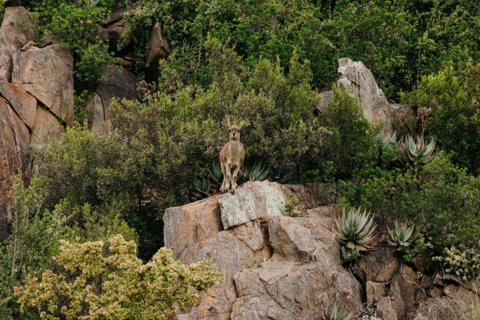 Wildehondekloof Game Lodge Matjiesrivier  Exterior foto