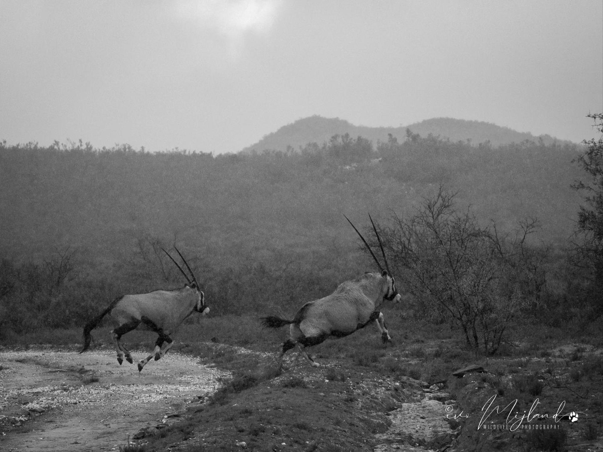 Wildehondekloof Game Lodge Matjiesrivier  Exterior foto