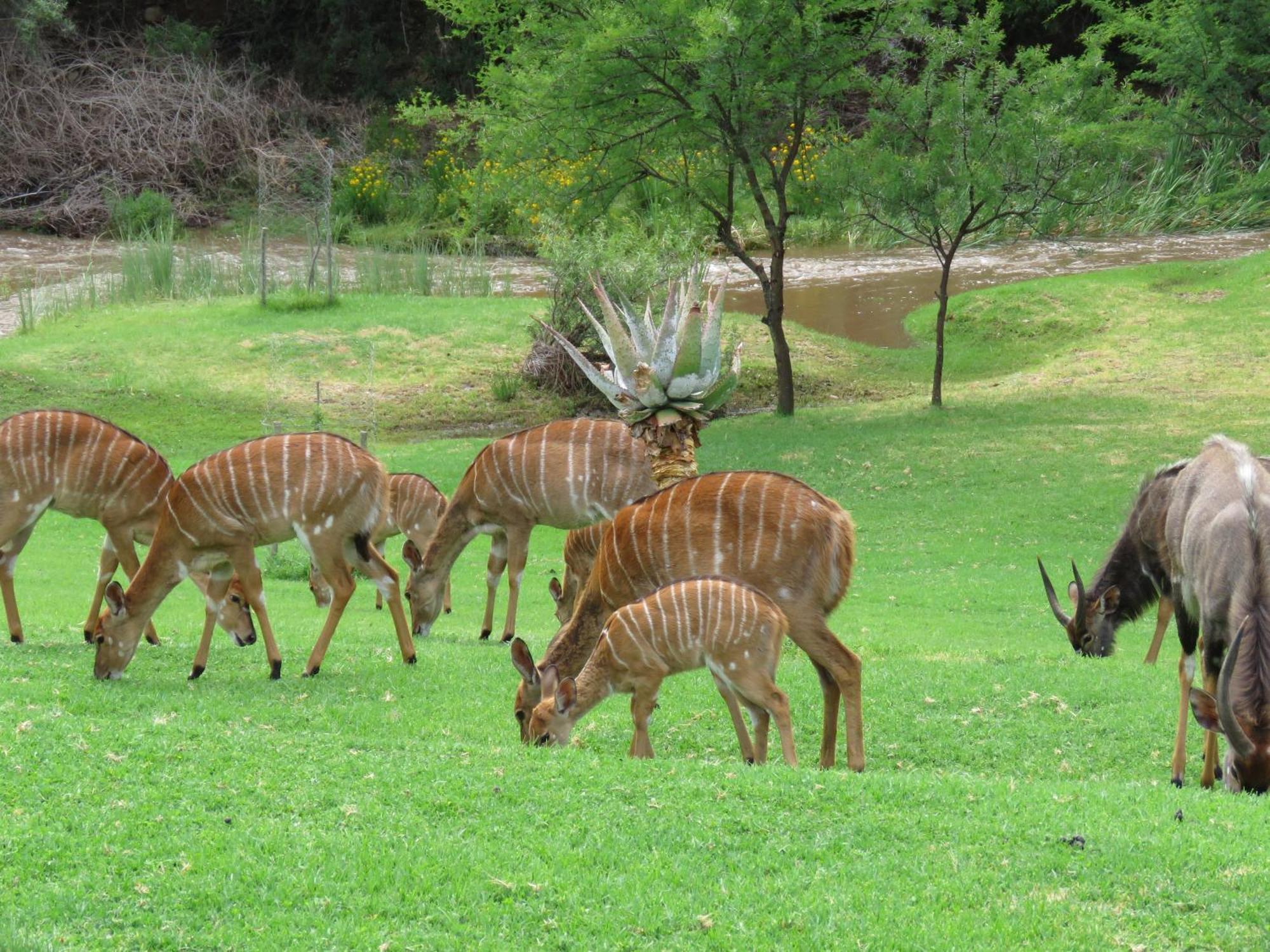 Wildehondekloof Game Lodge Matjiesrivier  Exterior foto